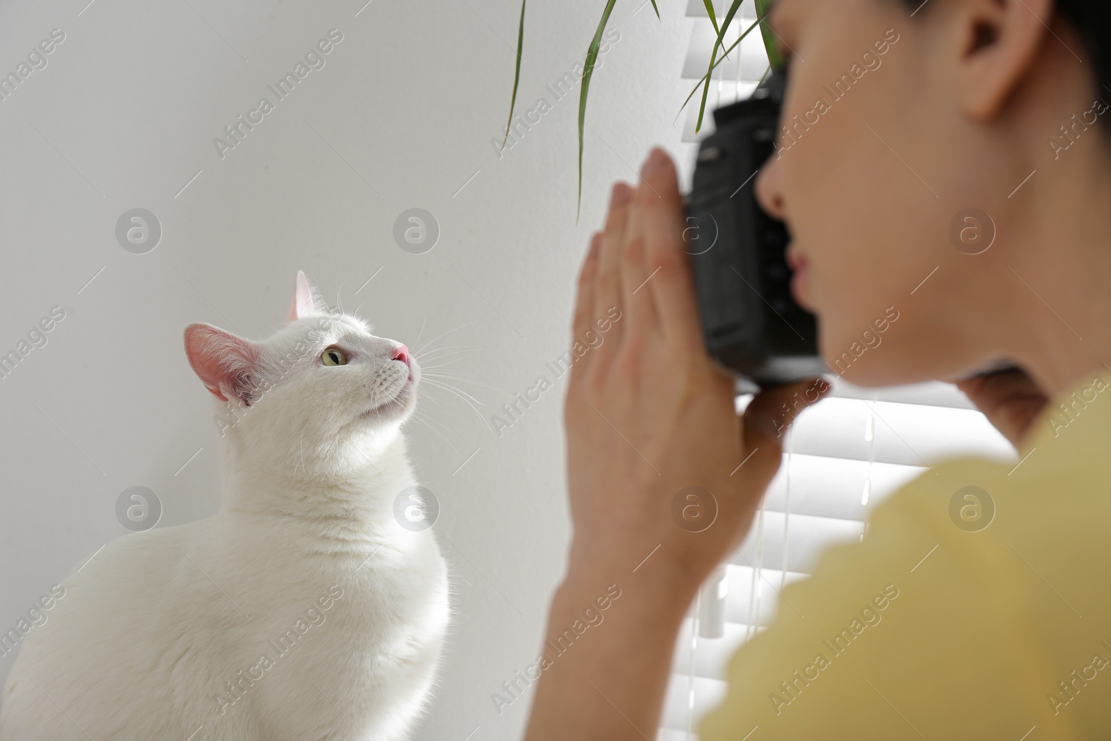 Photo of Professional animal photographer taking picture of beautiful white cat indoors, closeup