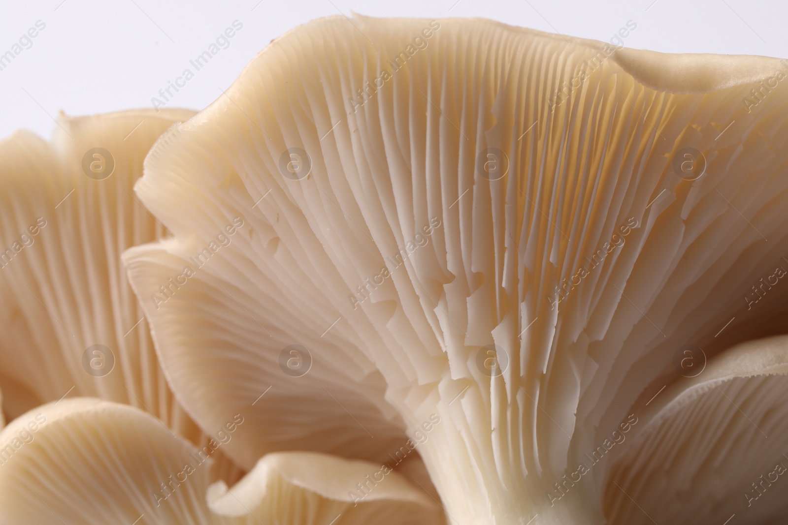 Photo of Fresh oyster mushrooms on white background, macro view