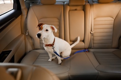 Photo of Jack Russel Terrier in car. Adorable pet