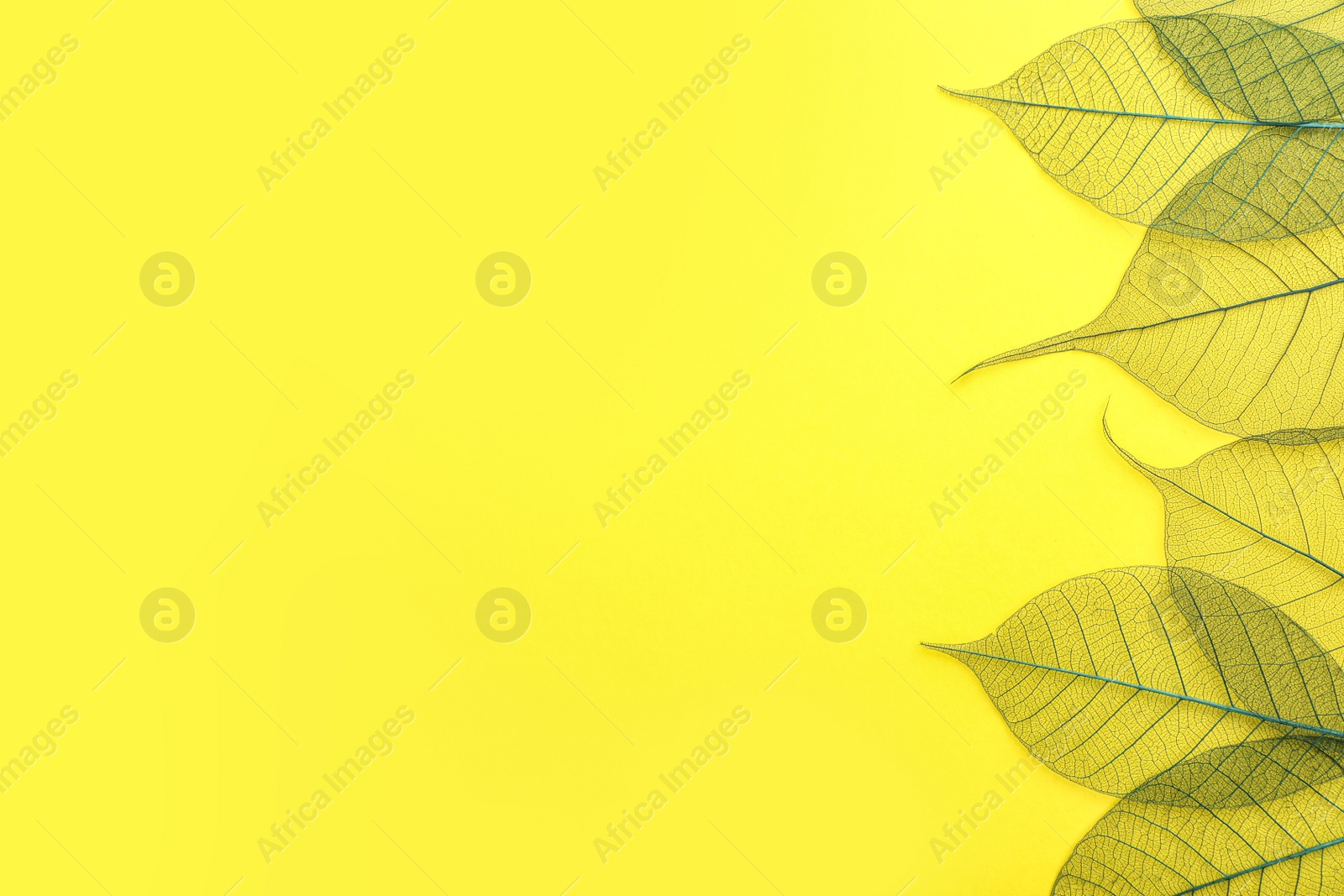 Photo of Beautiful decorative skeleton leaves and space for text on color background, flat lay