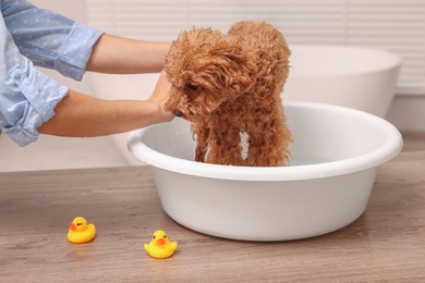 Photo of Woman washing cute Maltipoo dog in basin indoors. Lovely pet