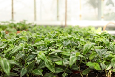 Many pots with soil and fresh seedlings in greenhouse, closeup