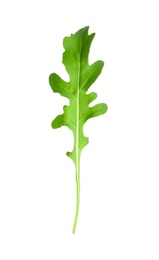 Leaf of fresh arugula isolated on white