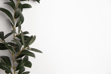 Photo of Twigs with fresh green olive leaves on white background, top view. Space for text