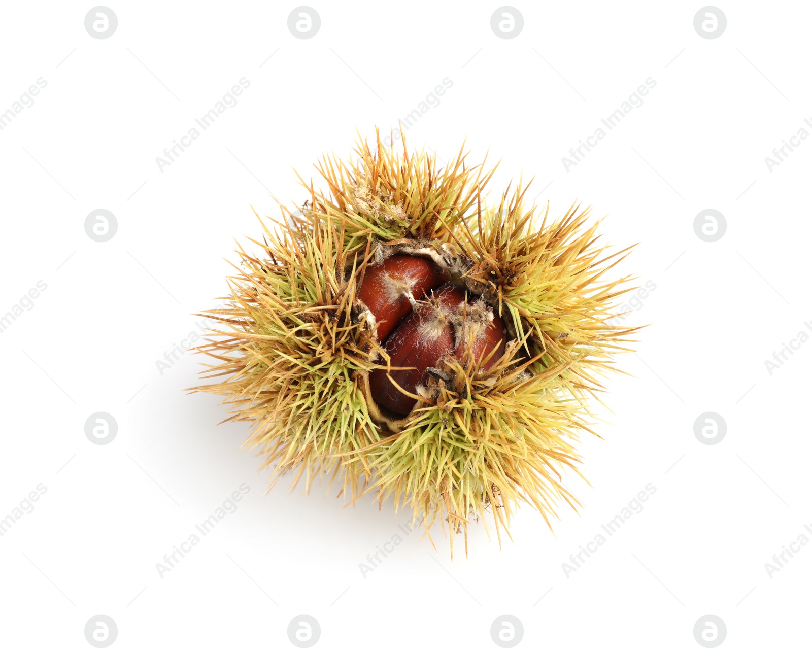 Photo of Fresh sweet edible chestnut in husk isolated on white