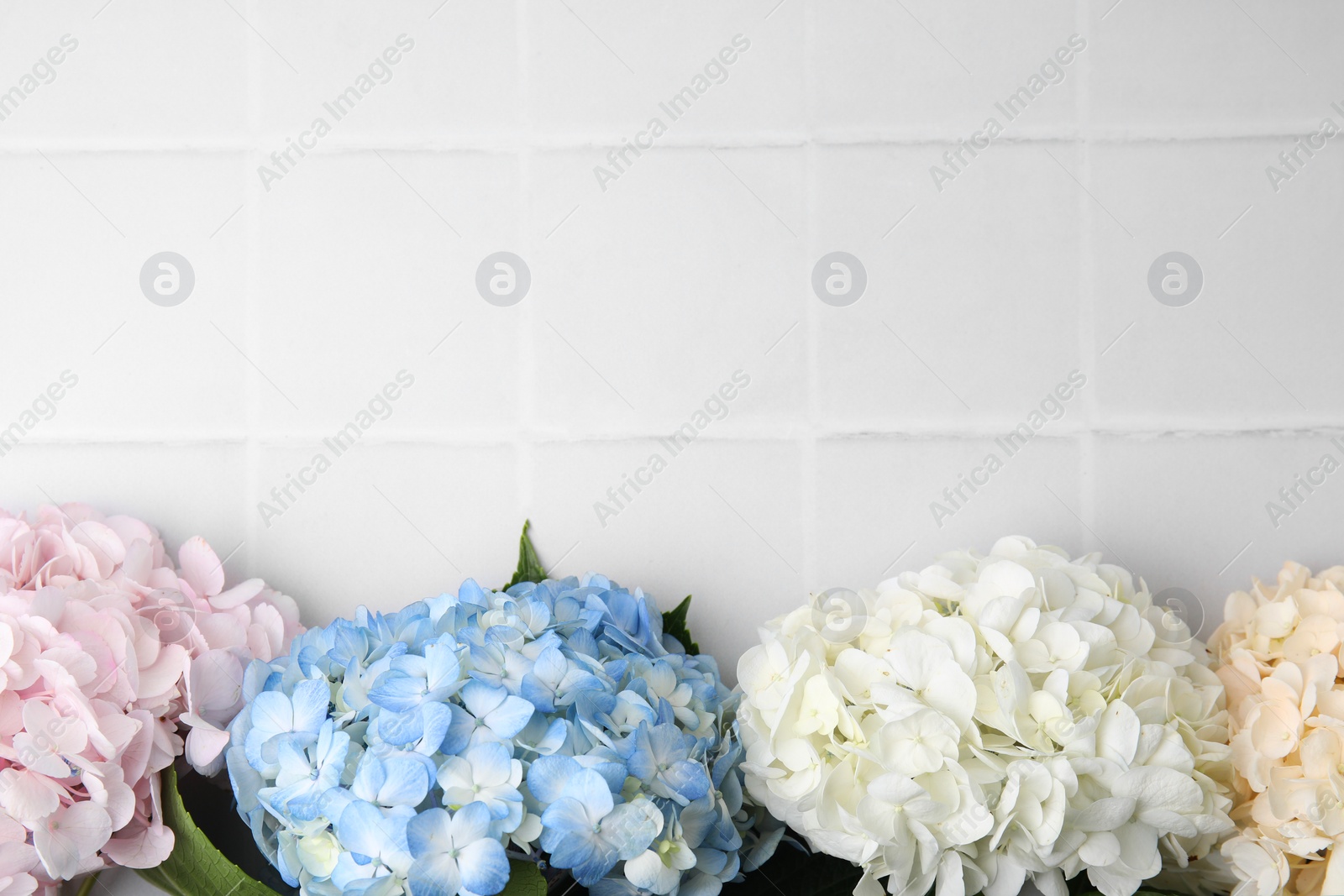 Photo of Beautiful hydrangea flowers on white tiled background, top view. Space for text