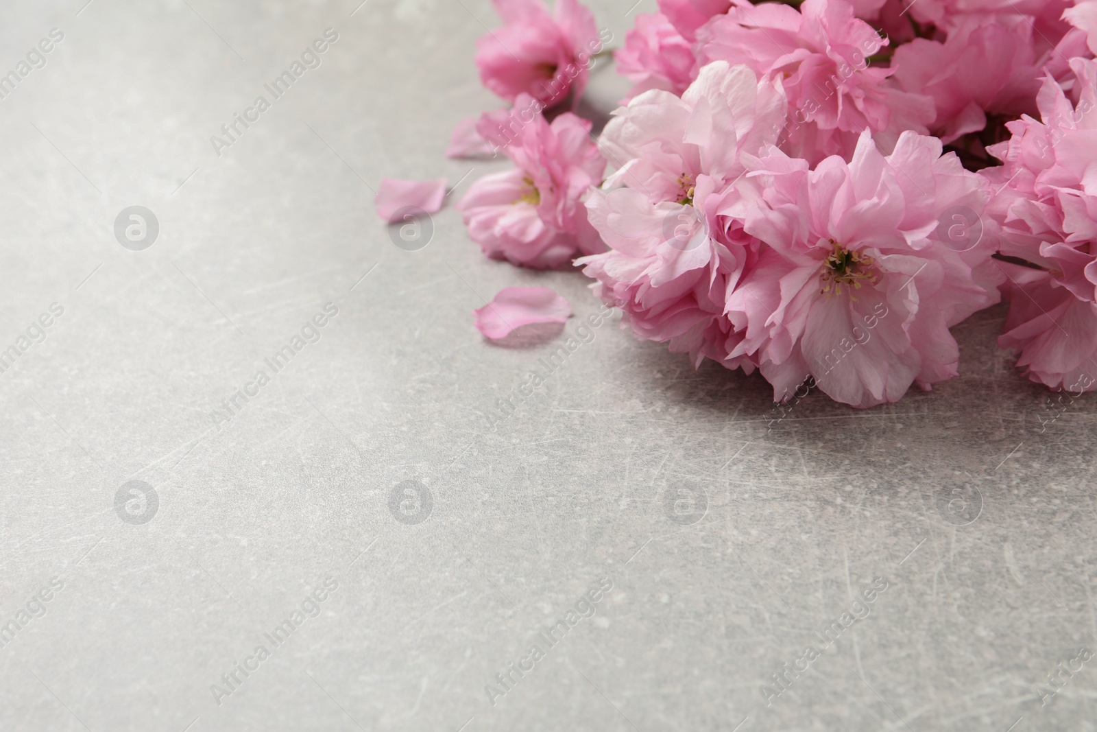 Photo of Beautiful sakura tree blossoms on grey stone table, closeup. Space for text