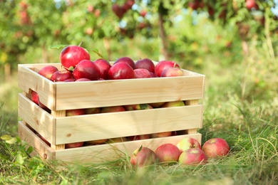 Photo of Wooden crate with ripe apples in garden