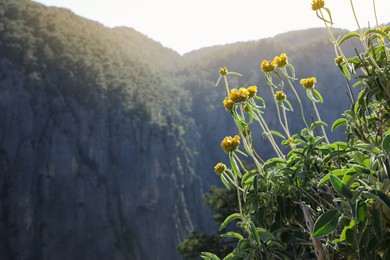 Photo of Beautiful flowers in mountains on sunny day