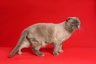 Photo of Cute Scottish fold cat on red background. Fluffy pet