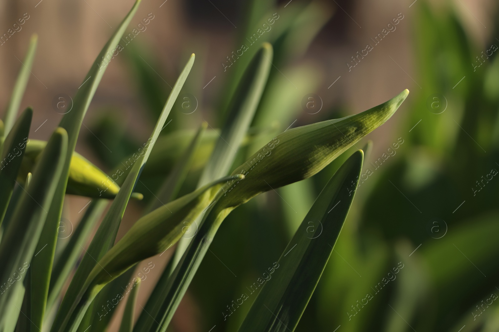 Photo of Daffodil plants growing in garden on sunny day, closeup