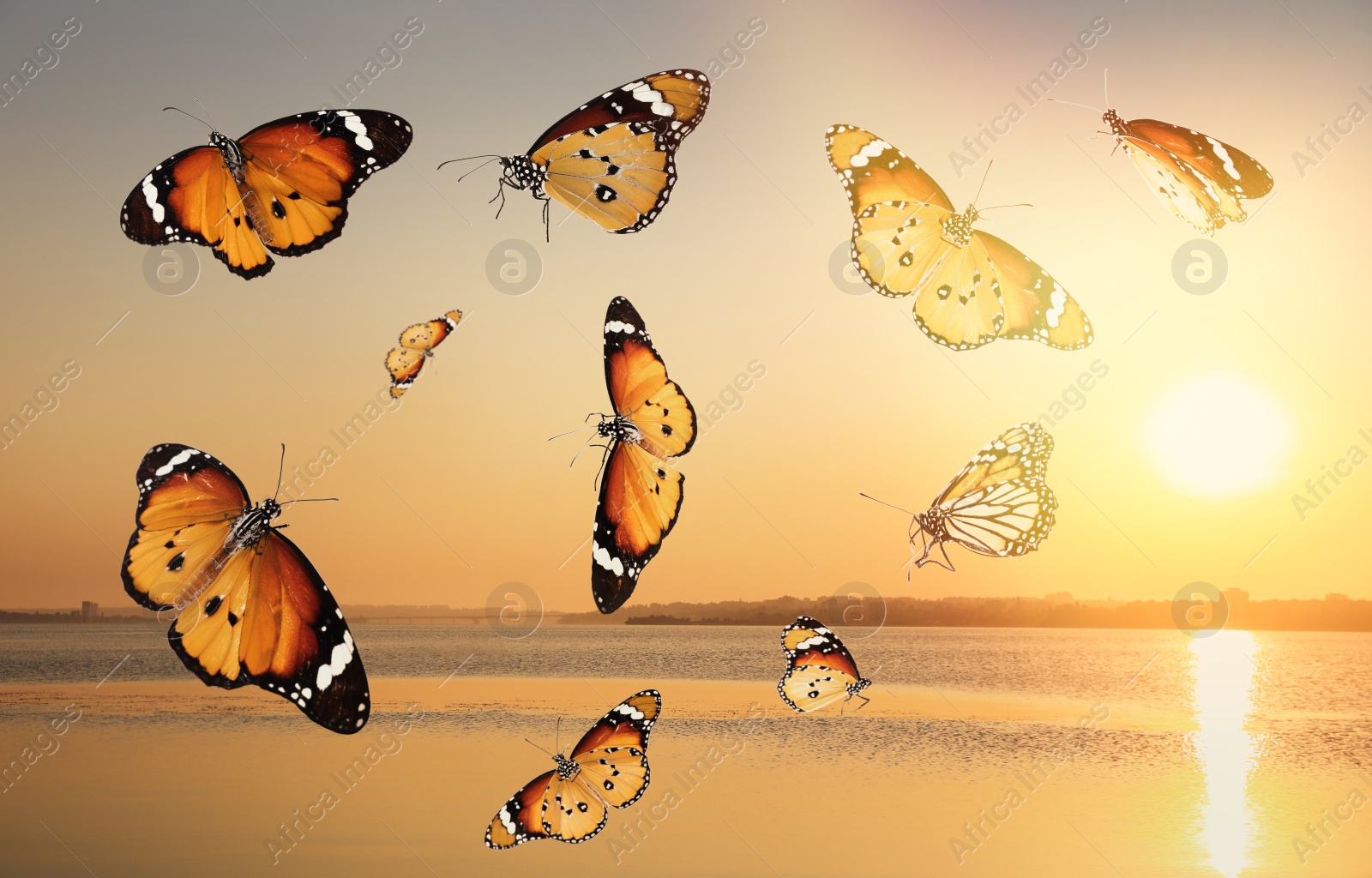 Image of Beautiful butterflies flying over sea at sunset