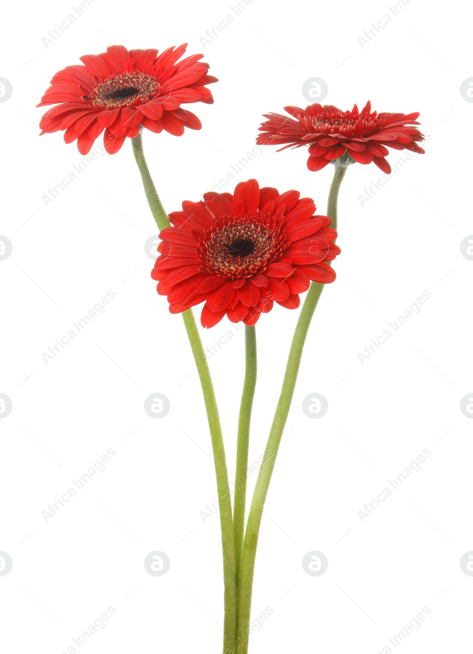 Photo of Bouquet of beautiful red gerbera flowers on white background