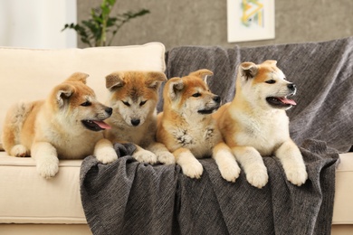 Cute akita inu puppies on sofa in living room