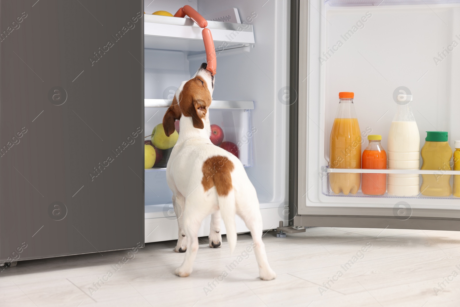 Photo of Cute Jack Russell Terrier stealing sausages from refrigerator indoors