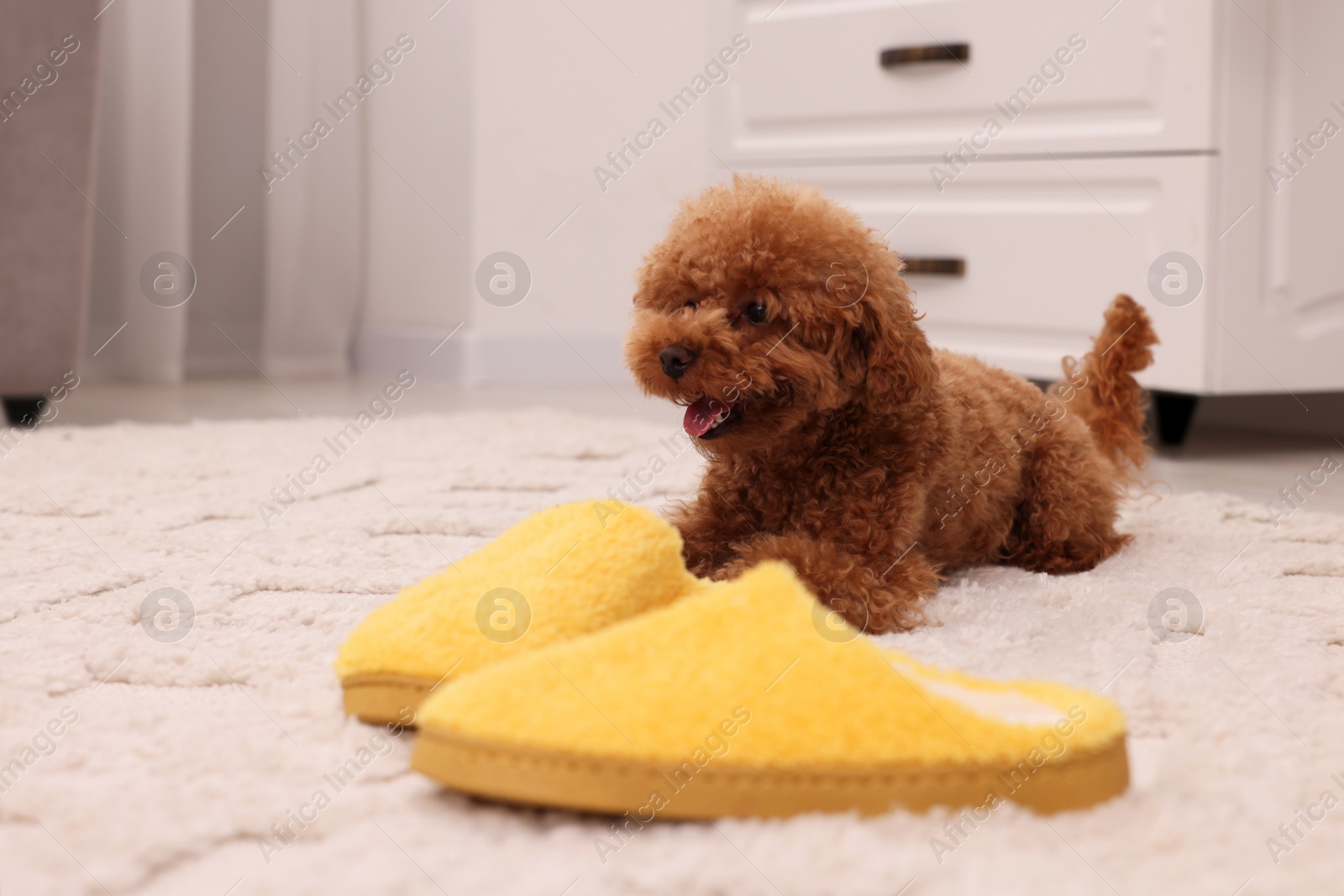 Photo of Cute Maltipoo dog near yellow slippers at home, space for text. Lovely pet