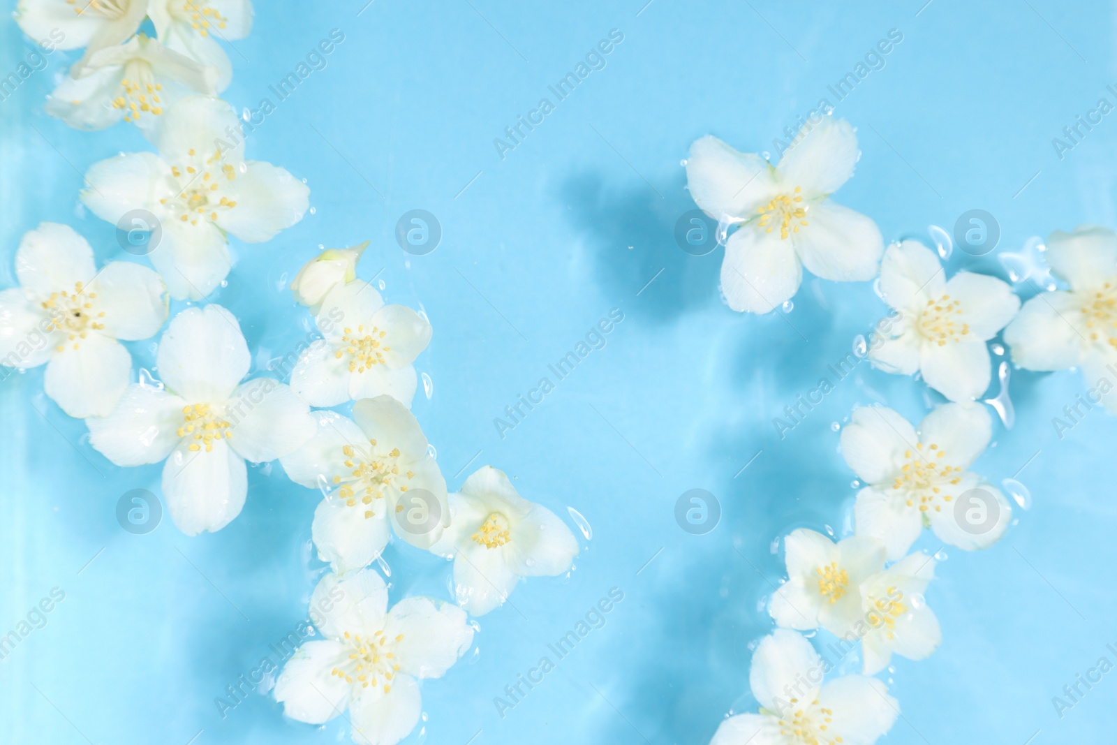 Photo of Beautiful jasmine flowers in water on light blue background, top view