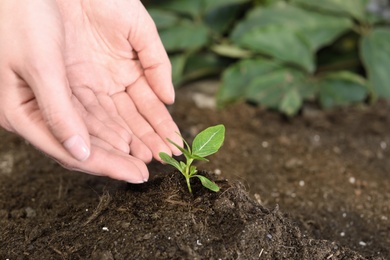 Photo of Woman taking care of seedling in soil, closeup. Space for text