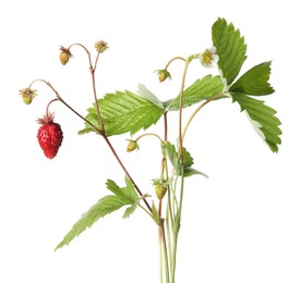 Photo of Stems of wild strawberry with berries, green leaves and flower isolated on white