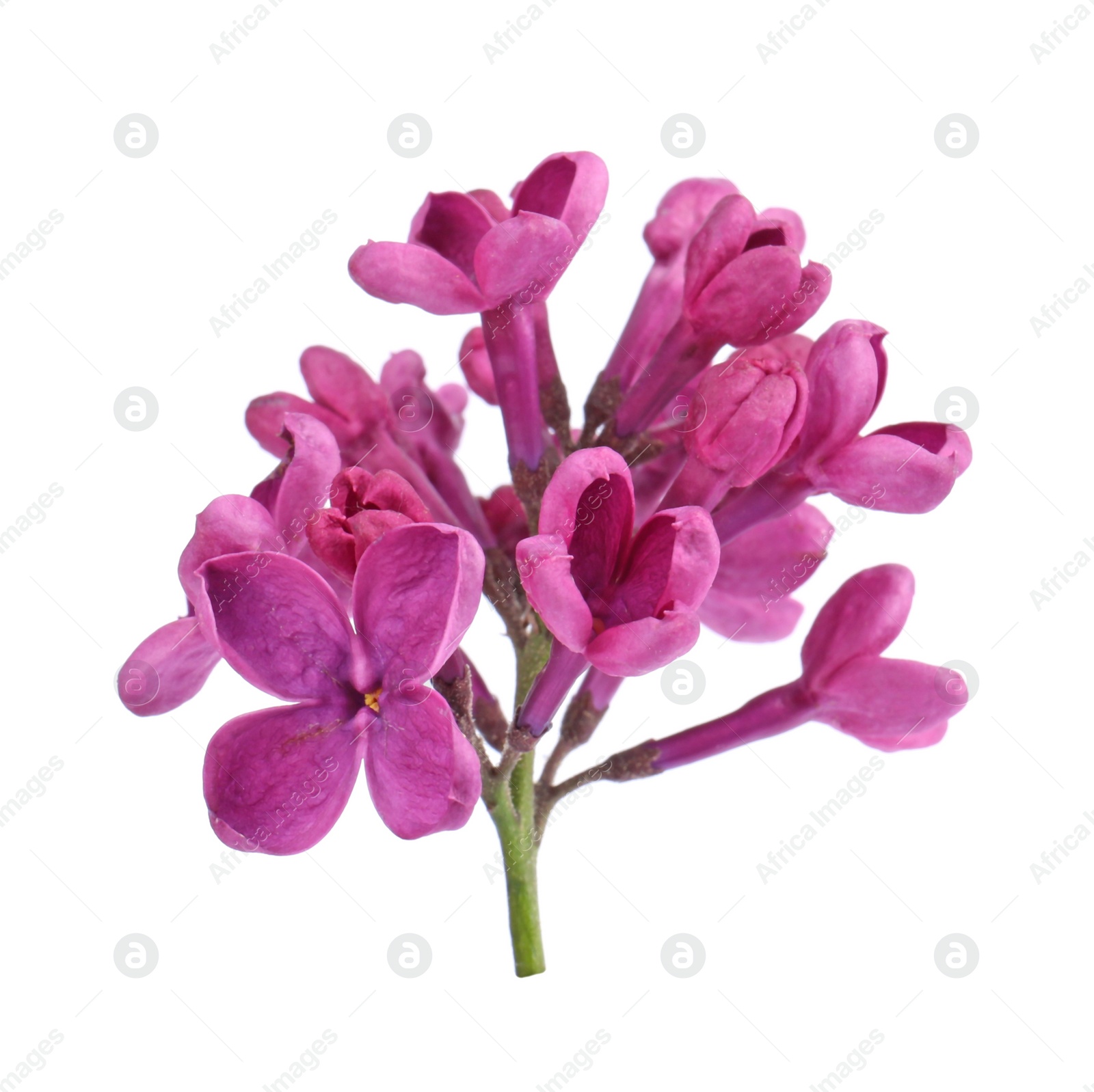 Photo of Beautiful fragrant lilac flowers on white background