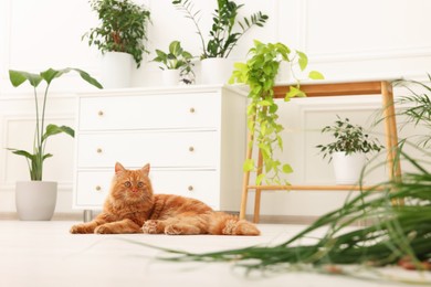 Photo of Cute cat and overturned houseplant on floor at home