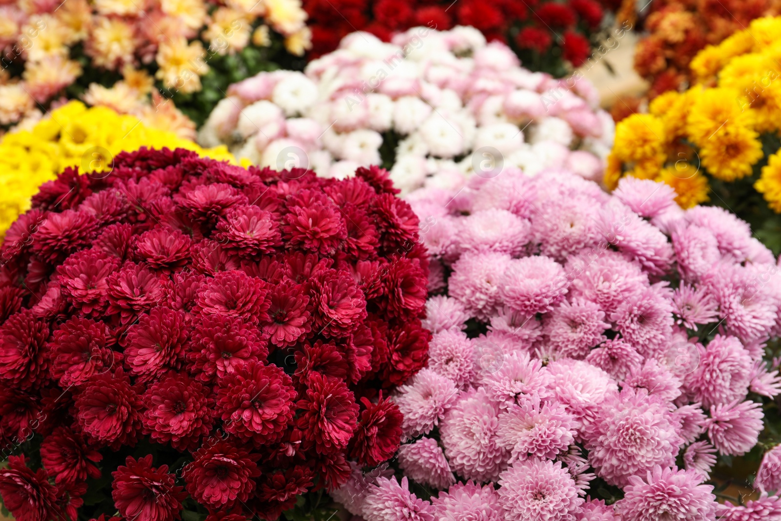 Photo of Beautiful different color Chrysanthemum flowers as background