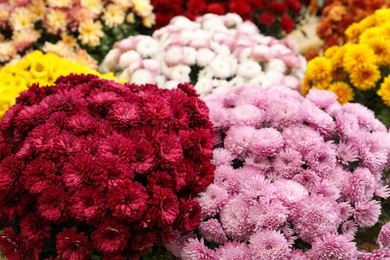 Photo of Beautiful different color Chrysanthemum flowers as background