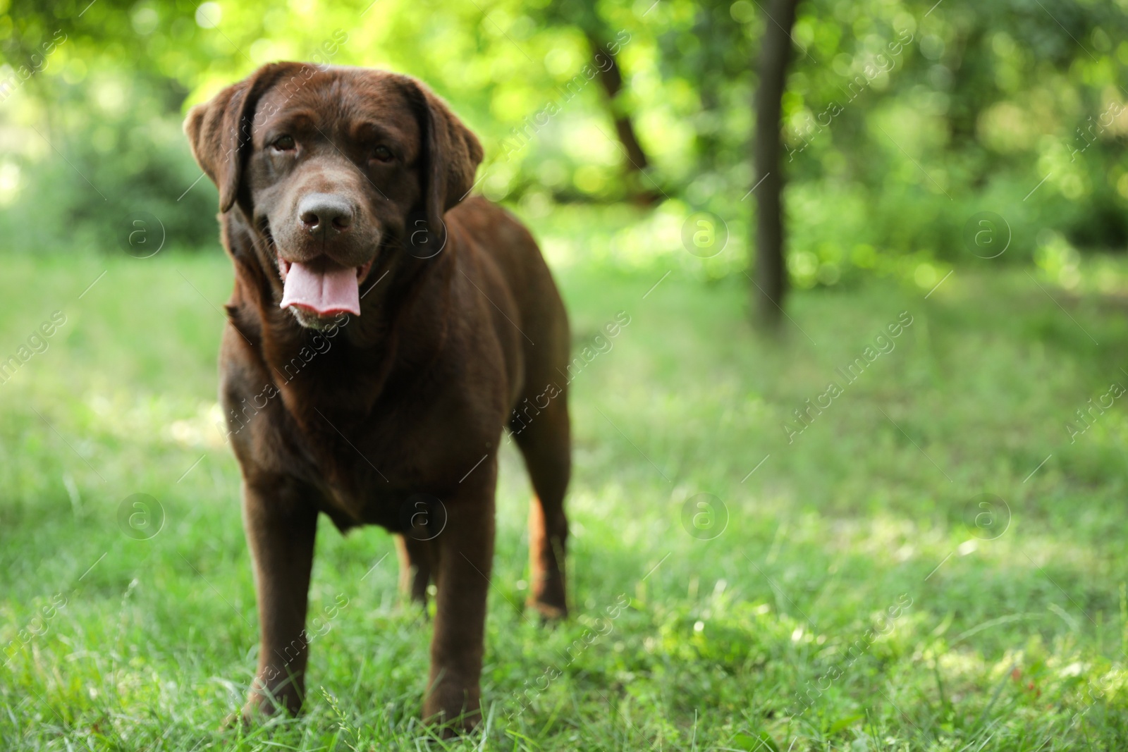 Photo of Cute Chocolate Labrador Retriever dog in summer park