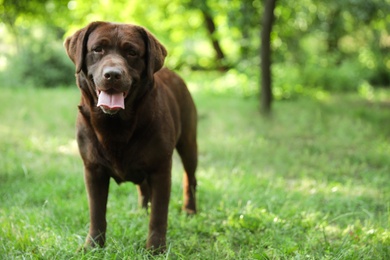 Photo of Cute Chocolate Labrador Retriever dog in summer park