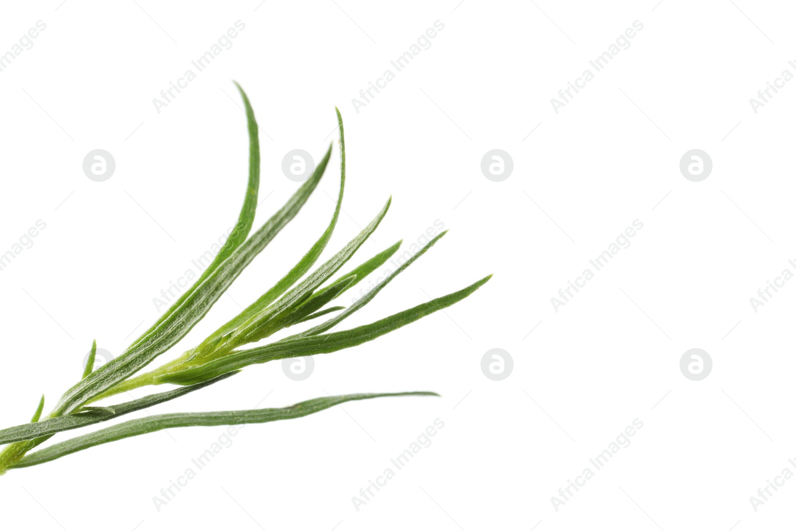 Photo of One sprig of fresh tarragon on white background