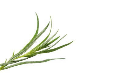 Photo of One sprig of fresh tarragon on white background