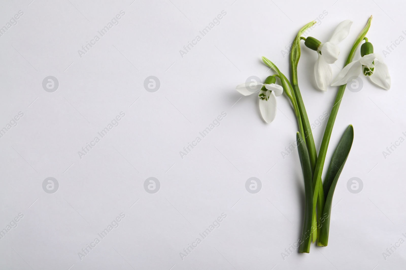 Photo of Beautiful snowdrops on light background, flat lay. Space for text