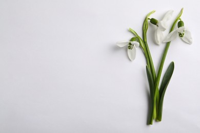 Photo of Beautiful snowdrops on light background, flat lay. Space for text