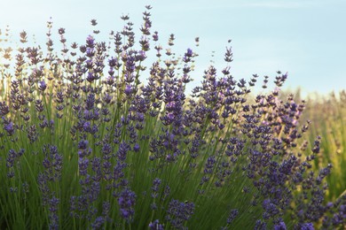 View of beautiful blooming lavender growing outdoors