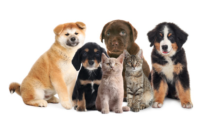 Image of Collage with different adorable baby animals on white background