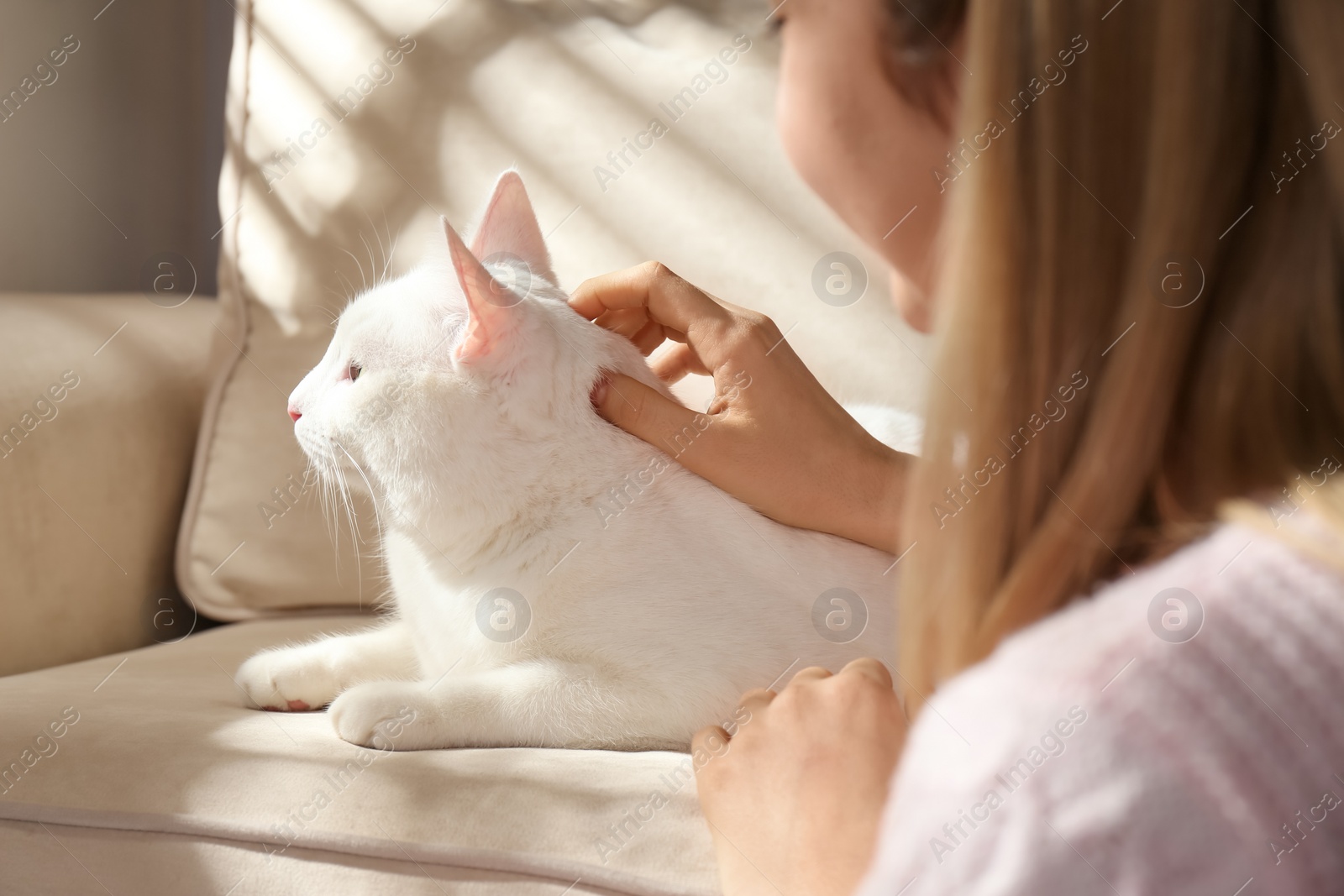 Photo of Young woman with her beautiful white cat at home, closeup. Fluffy pet