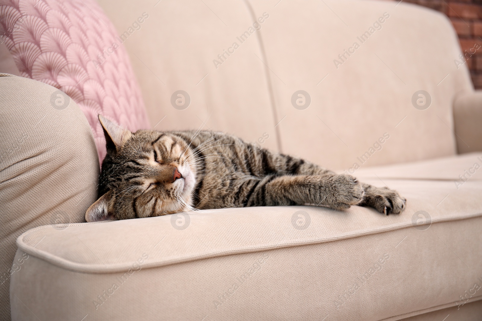 Photo of Cute cat resting on sofa at home