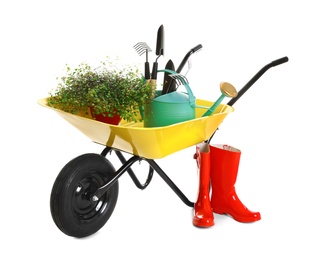 Photo of Wheelbarrow with plant and gardening tools isolated on white