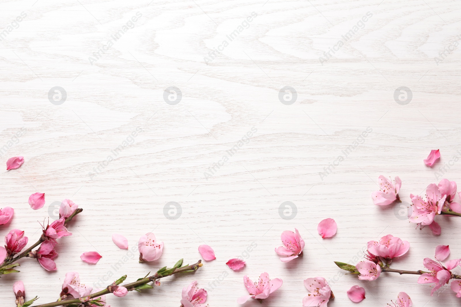 Photo of Beautiful sakura tree blossoms on white wooden background, flat lay. Space for text