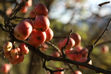 Photo of Delicious ripe red apples on tree in garden