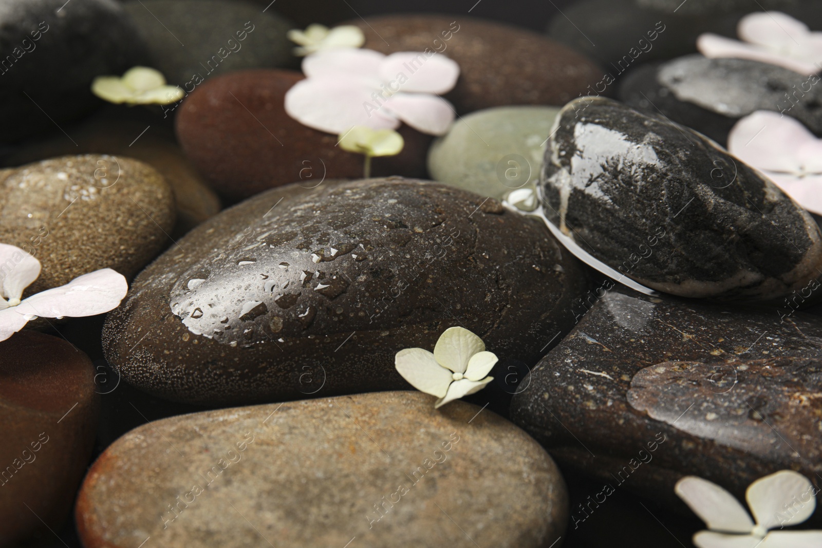 Photo of Stones and flowers in water as background, closeup. Zen lifestyle