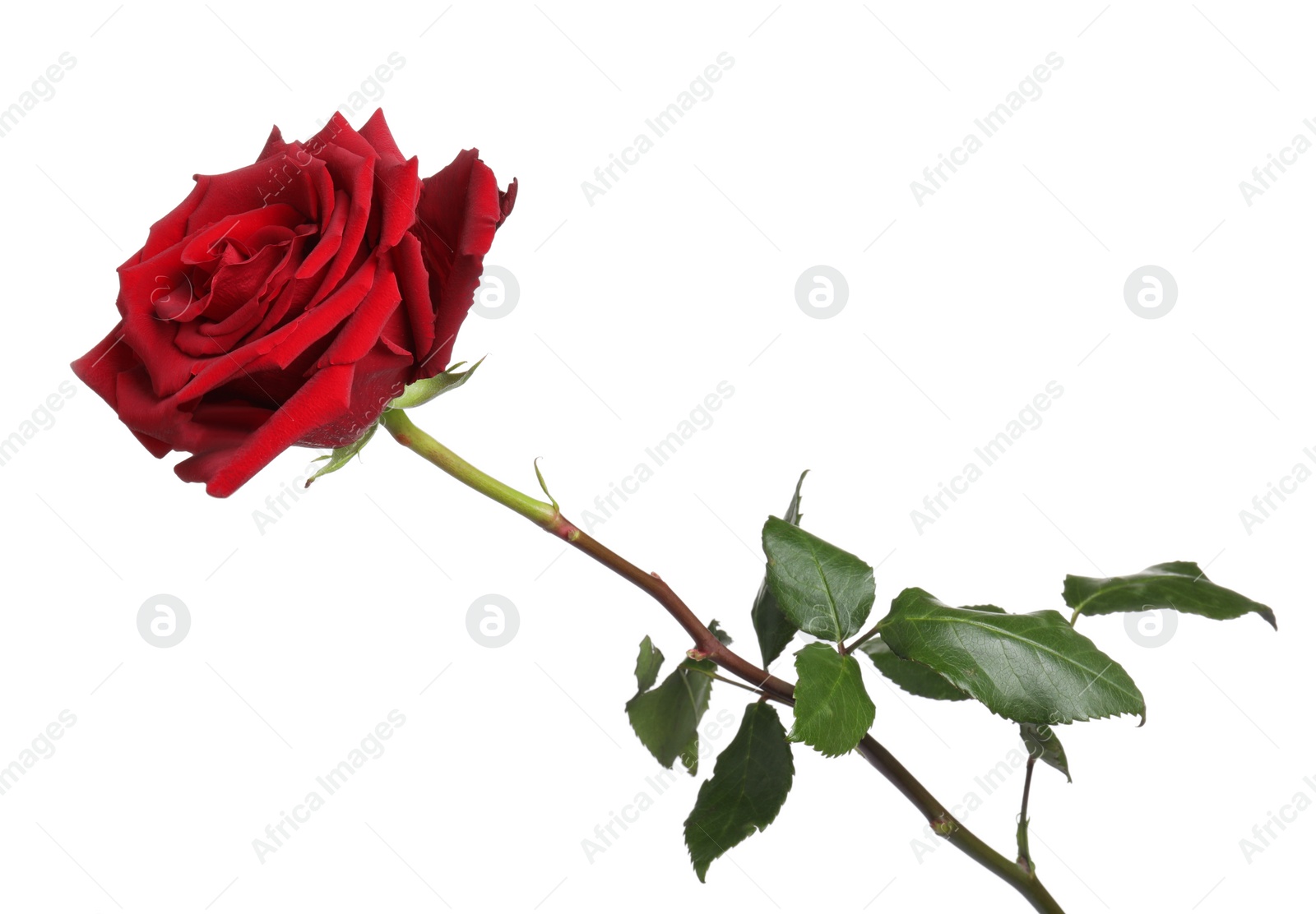 Photo of Beautiful fresh red rose isolated on white