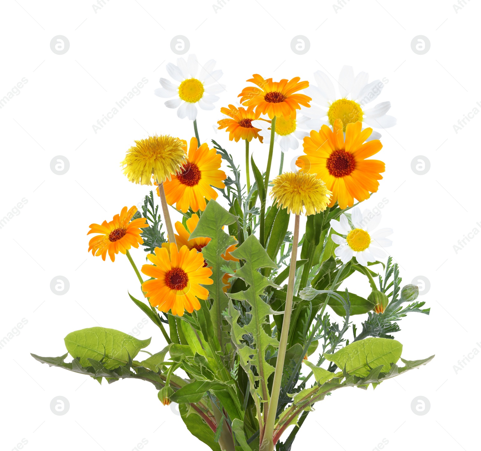 Image of Bouquet of beautiful meadow flowers isolated on white