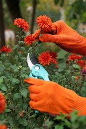 Woman wearing gloves pruning beautiful chrysanthemum flowers by secateurs in garden, closeup