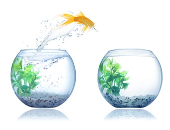 Image of Beautiful bright goldfish jumping out of water on white background