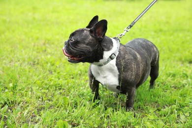 Photo of Cute French Bulldog walking on green grass. Space for text