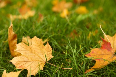 Fallen leaves on green grass in park on autumn day, closeup