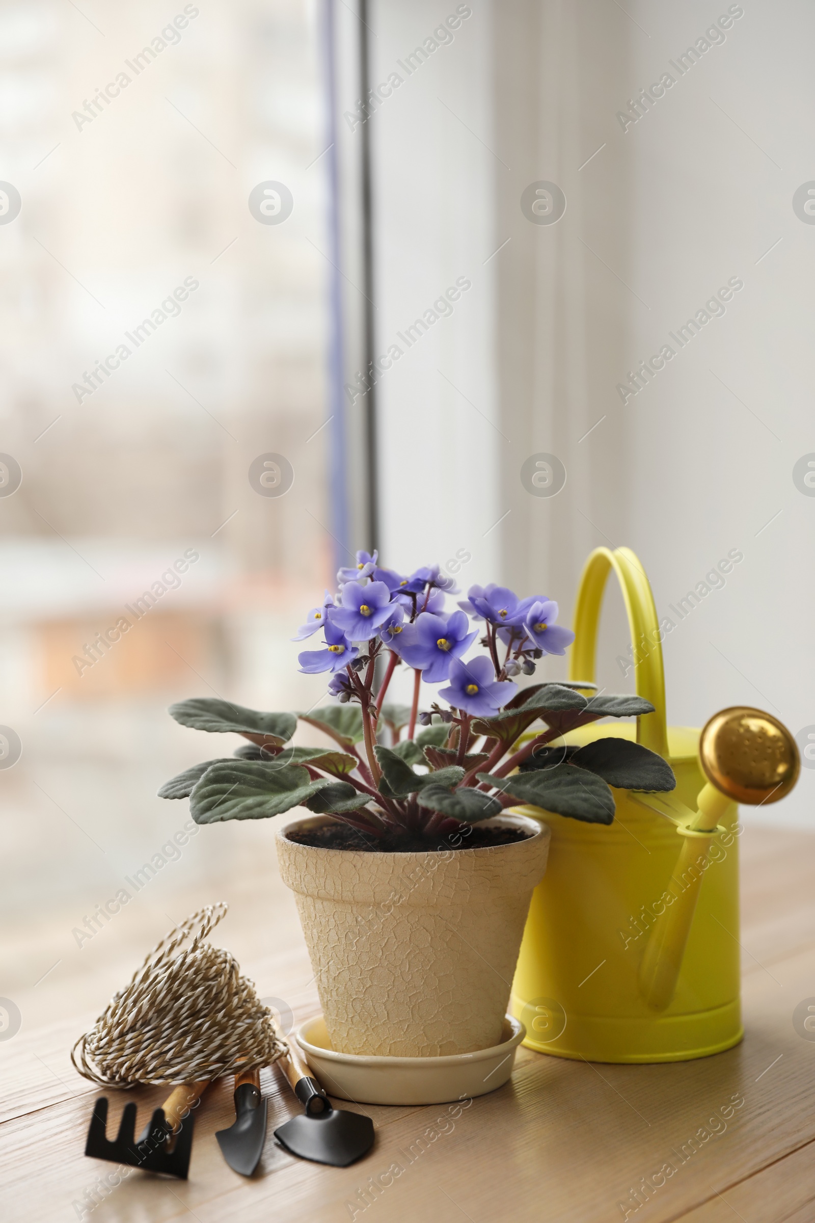 Photo of Beautiful house plant and gardening tools on wooden table near window