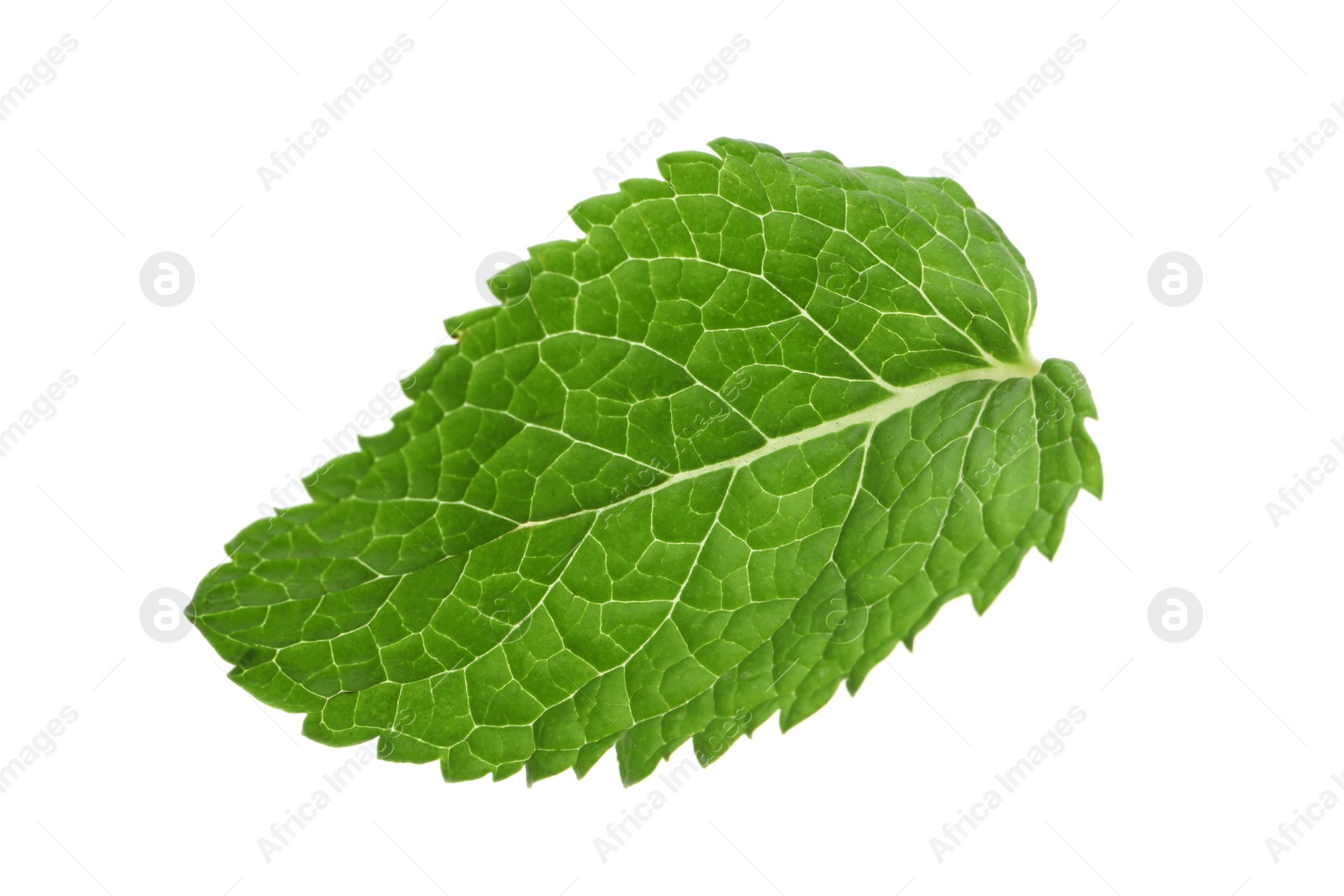 Photo of Fresh green mint leaf isolated on white