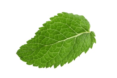 Photo of Fresh green mint leaf isolated on white
